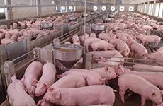 African Swine Fever: A Global Epidemic