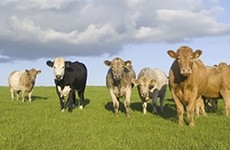 Futureproof: Sustainability in the International Meat Industry