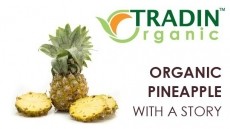 Organic Pineapples with a Story
